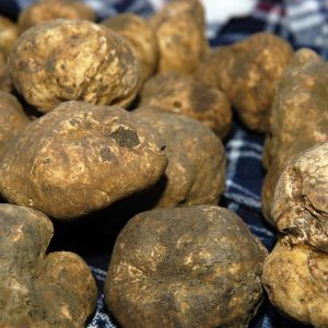 Tartufo Bianco di Alba