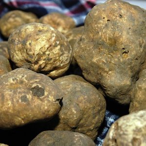 Tartufo Bianco di Alba