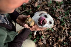 La ricerca del tartufo / Truffle hunting