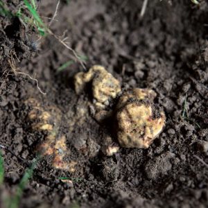 Il Tartufo Bianco di Alba