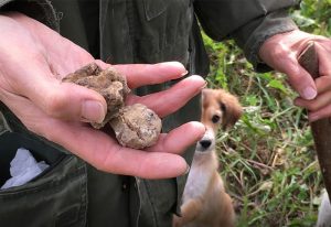 La ricerca del tartufo / Truffle hunting