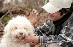 La ricerca del tartufo / Truffle hunting