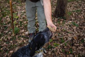 La ricerca del tartufo / Truffle hunting