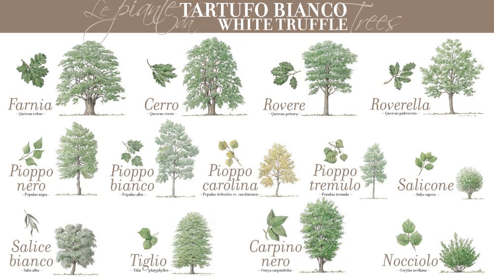 Tartufo bianco di Alba